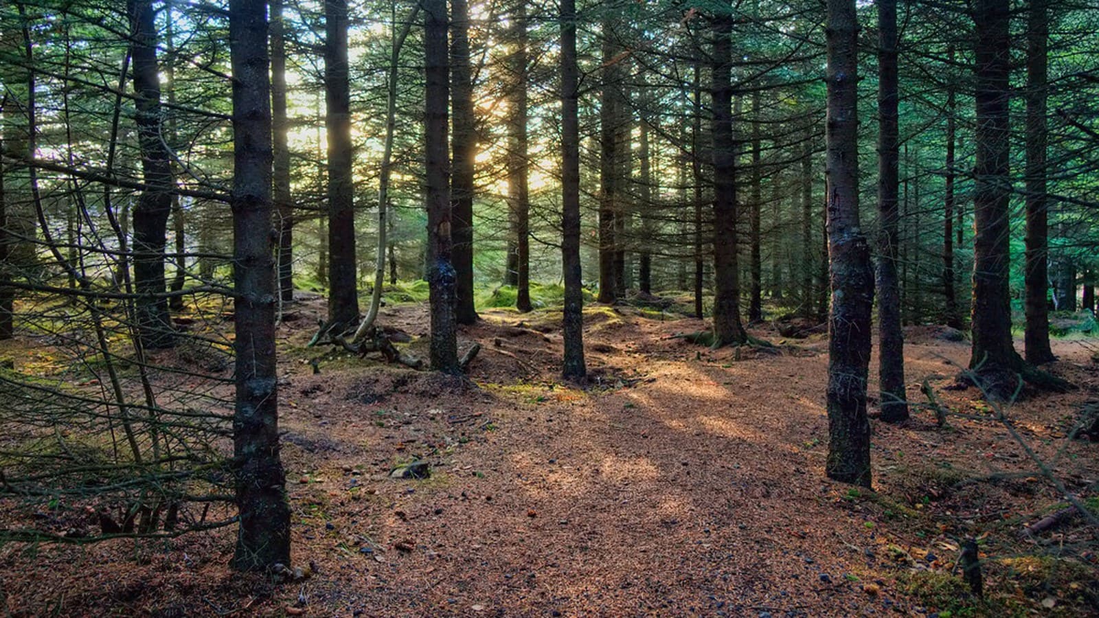 Nordisk granskog i dagsljus